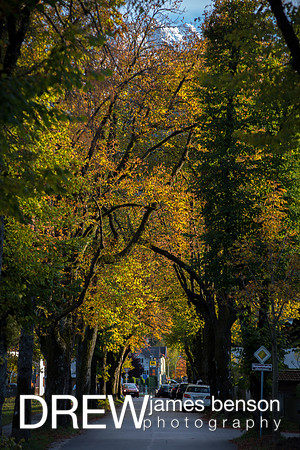 Fall Colors